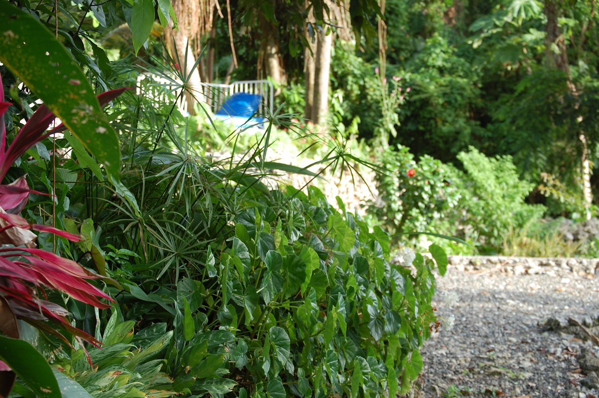 Hotel Mockingbird Hill Port Antonio Dış mekan fotoğraf